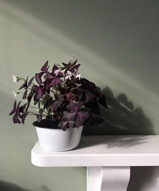 Oxalis plant in white pot on white shelf in sunlight