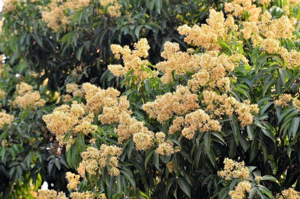 Lychee Plants