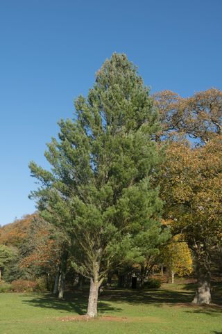 Eastern White Pine tree