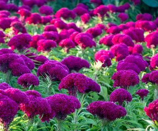 Cockscomb in flowers in purple with green foliage