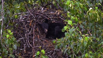 A black bear takes a nap in a large bald eagle nest in Alaska.