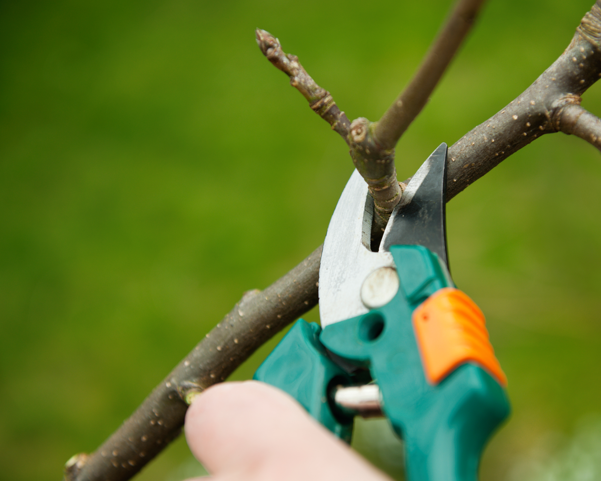 pruning with bypass pruners