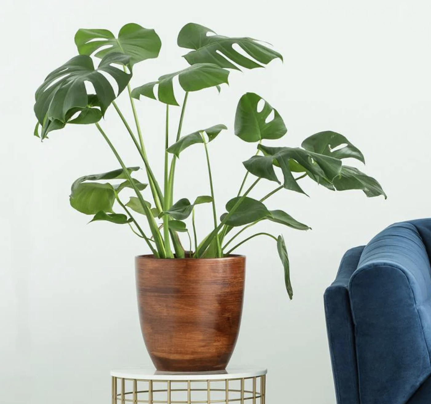 monstera plant