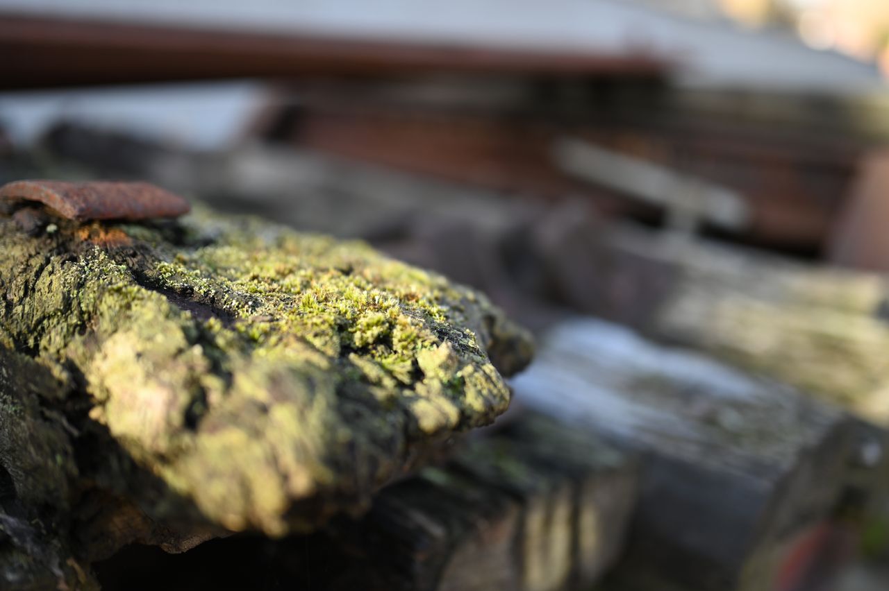Nikon Z 35mm f/1.2 S example shot