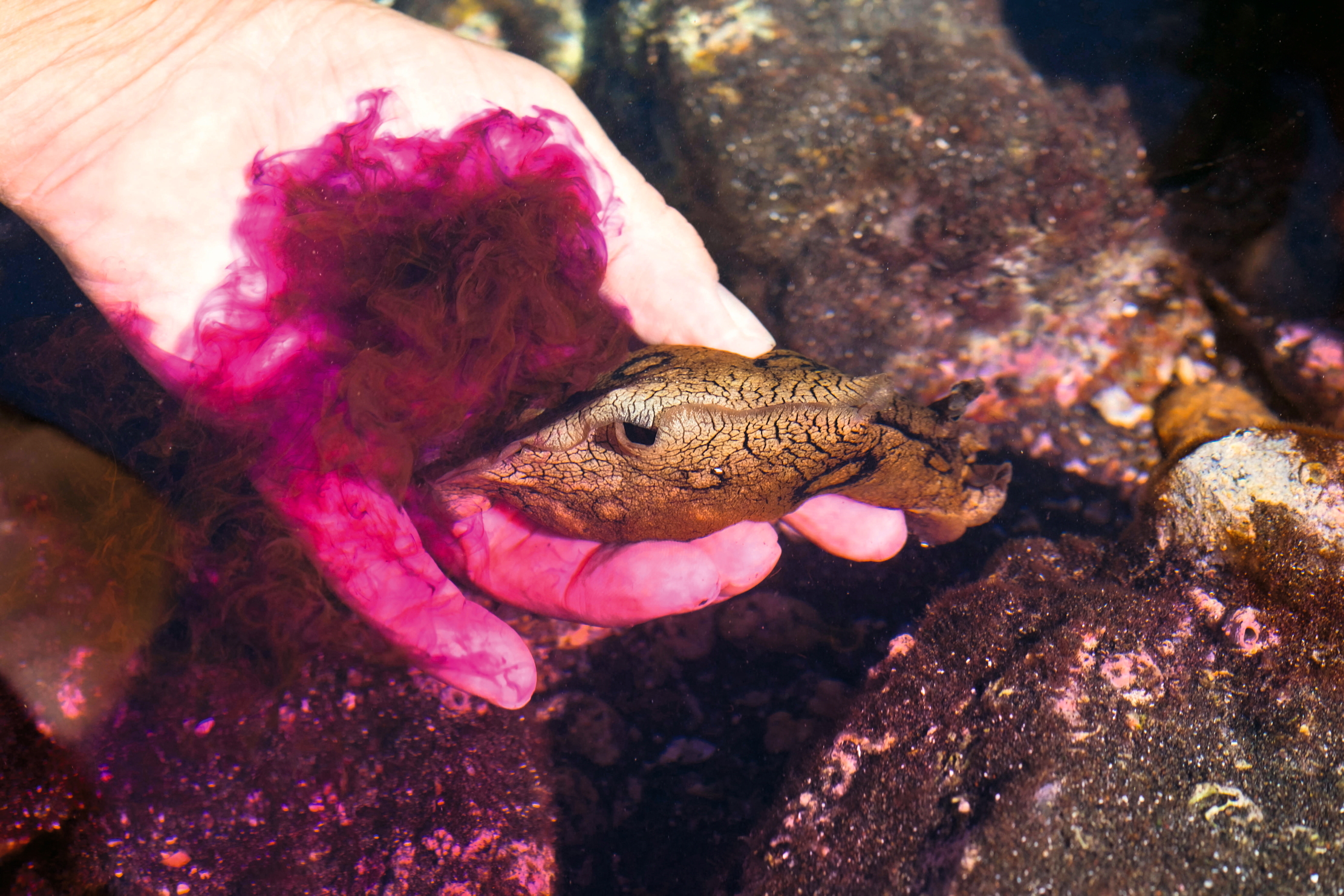 FF4NC2 Spotted sea hare (Aplysia dactylomela) in hand, purple coloured ink cloud, defence mechanism, tide pools, La Gomera