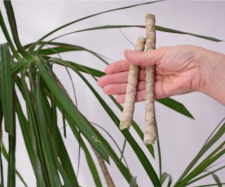 Dragon tree cuttings