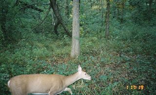 Deer captured by a motion sensing camera rigged in the woods at night by hunters wishing to monitor the population