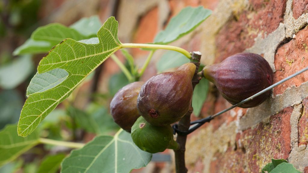 close up of figs growing in garden 