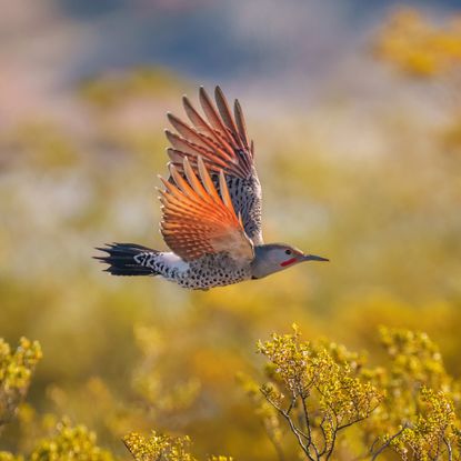 Northern flicker in flight
