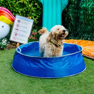 dog standing in blue padding pool