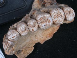 Scientists analyzed the eight teeth remaining in the upper jaw found in Misliya Cave.