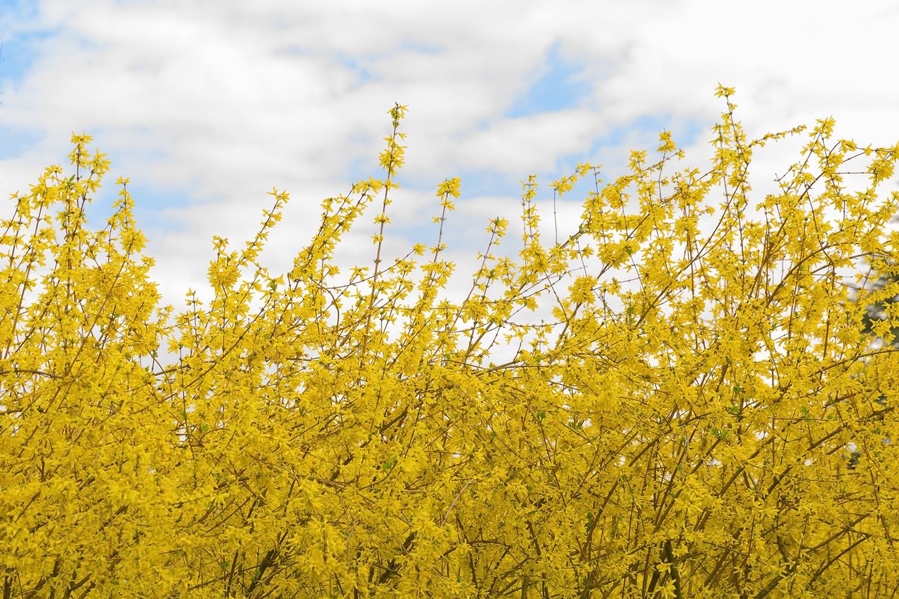 blooming forsythia hedge