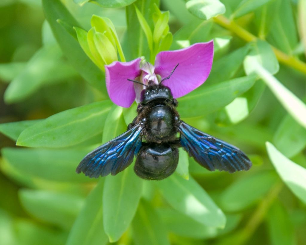 How to get rid of carpenter bees identification and natural ways to