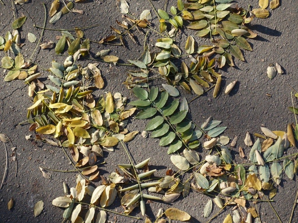 Fallen Leaves On Pavement