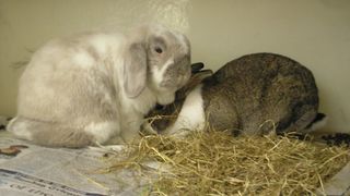 rabbits sleeping