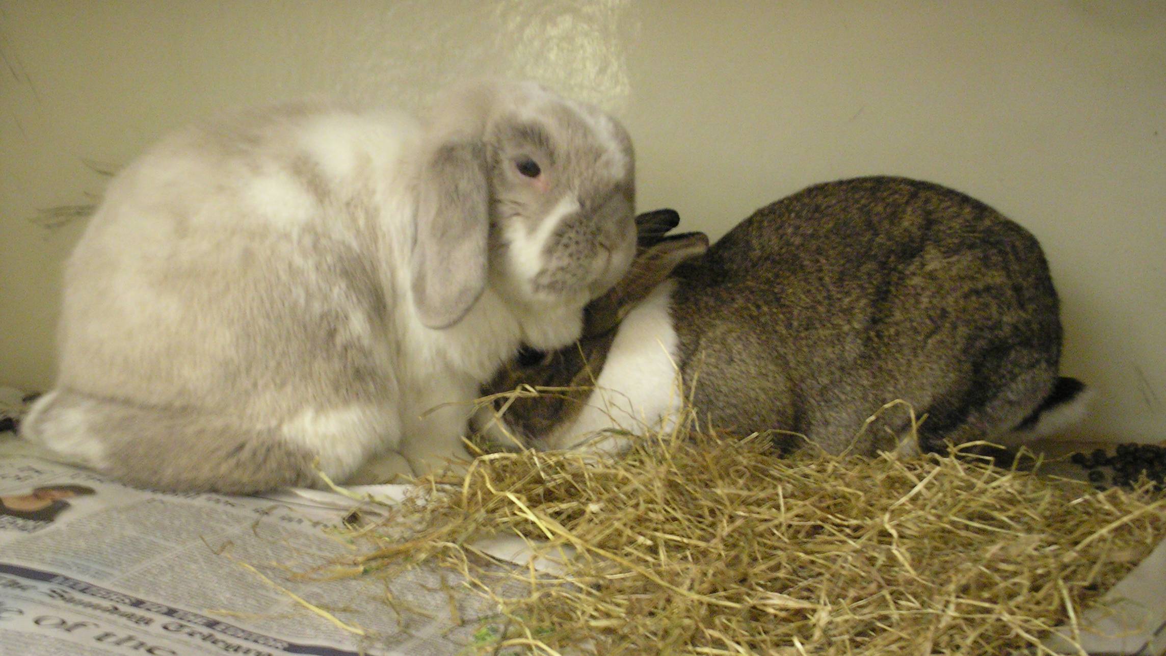Do rabbits hibernate? PetsRadar