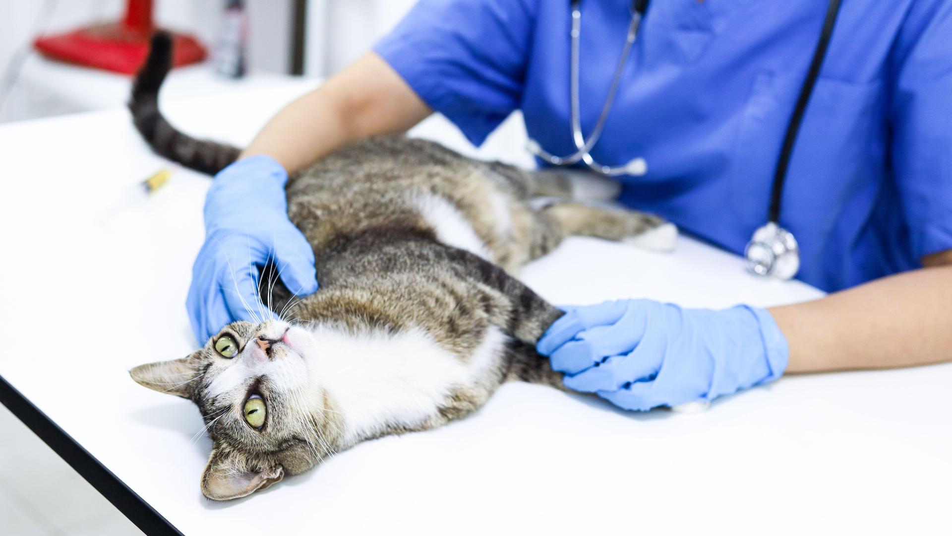 Cat being examined at vets