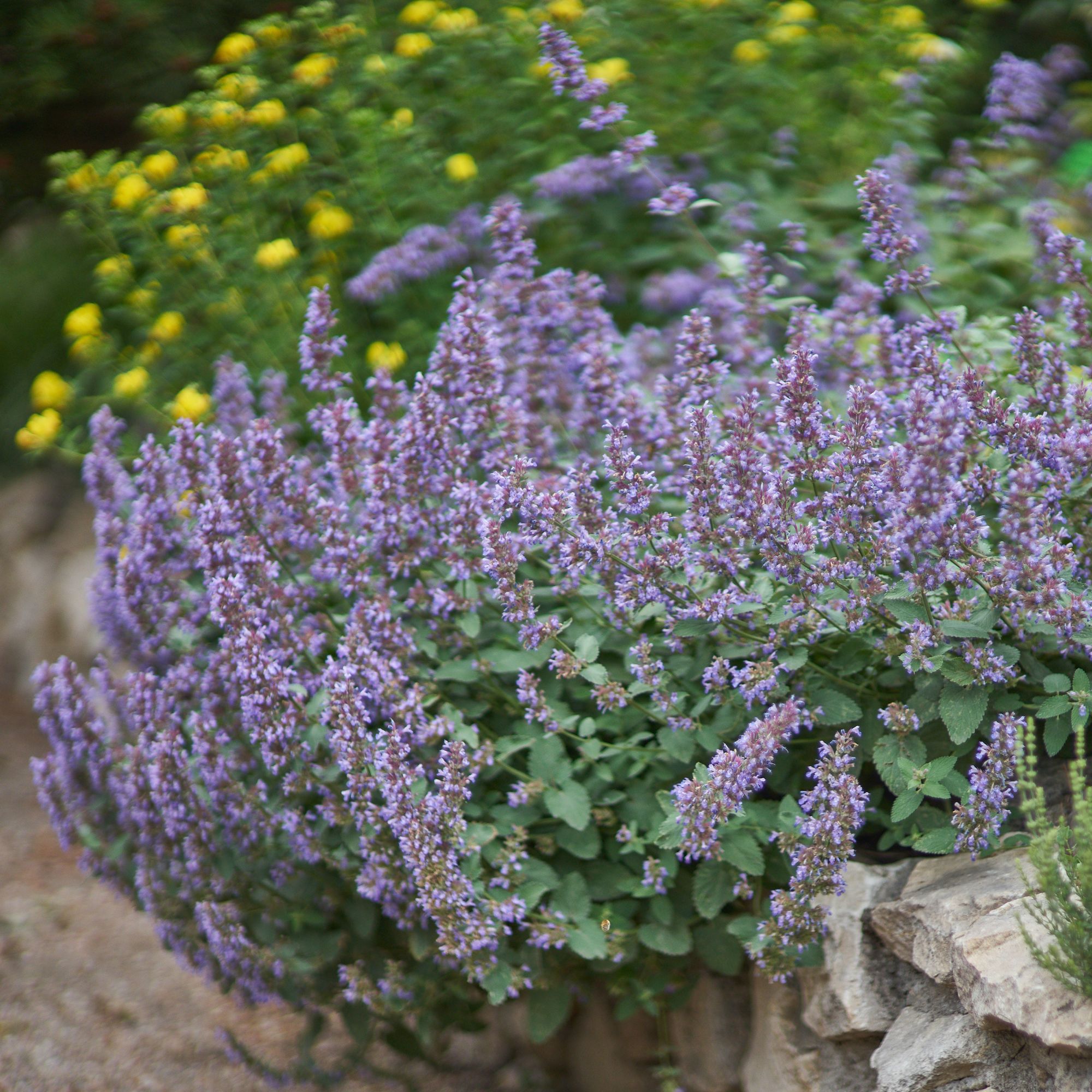 Flower bed with nepeta