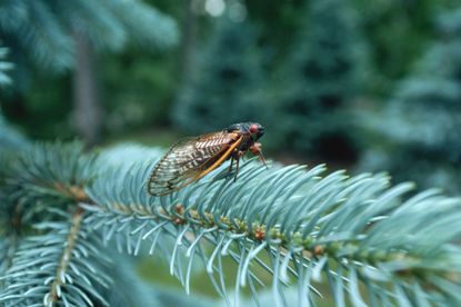 A cicada sits on a pine tree 