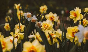 How to plant daffodil bulbs: Daffodils, by Andrea Tummons