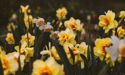 How to plant daffodil bulbs: Daffodils, by Andrea Tummons