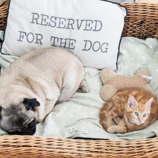 Dog and cat laying in a pet bed