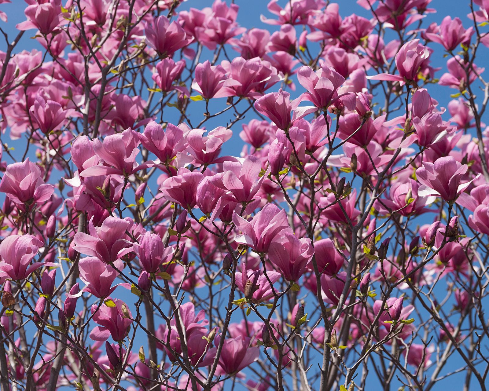 Pink magnolia trees the top choices for every garden Gardeningetc
