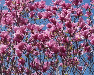 'Galaxy' Magnolia in bloom