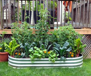 A galvanized metal raised bed planted with vegetables and flowers