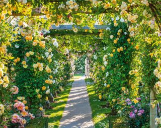 pathway with rose covered pergola