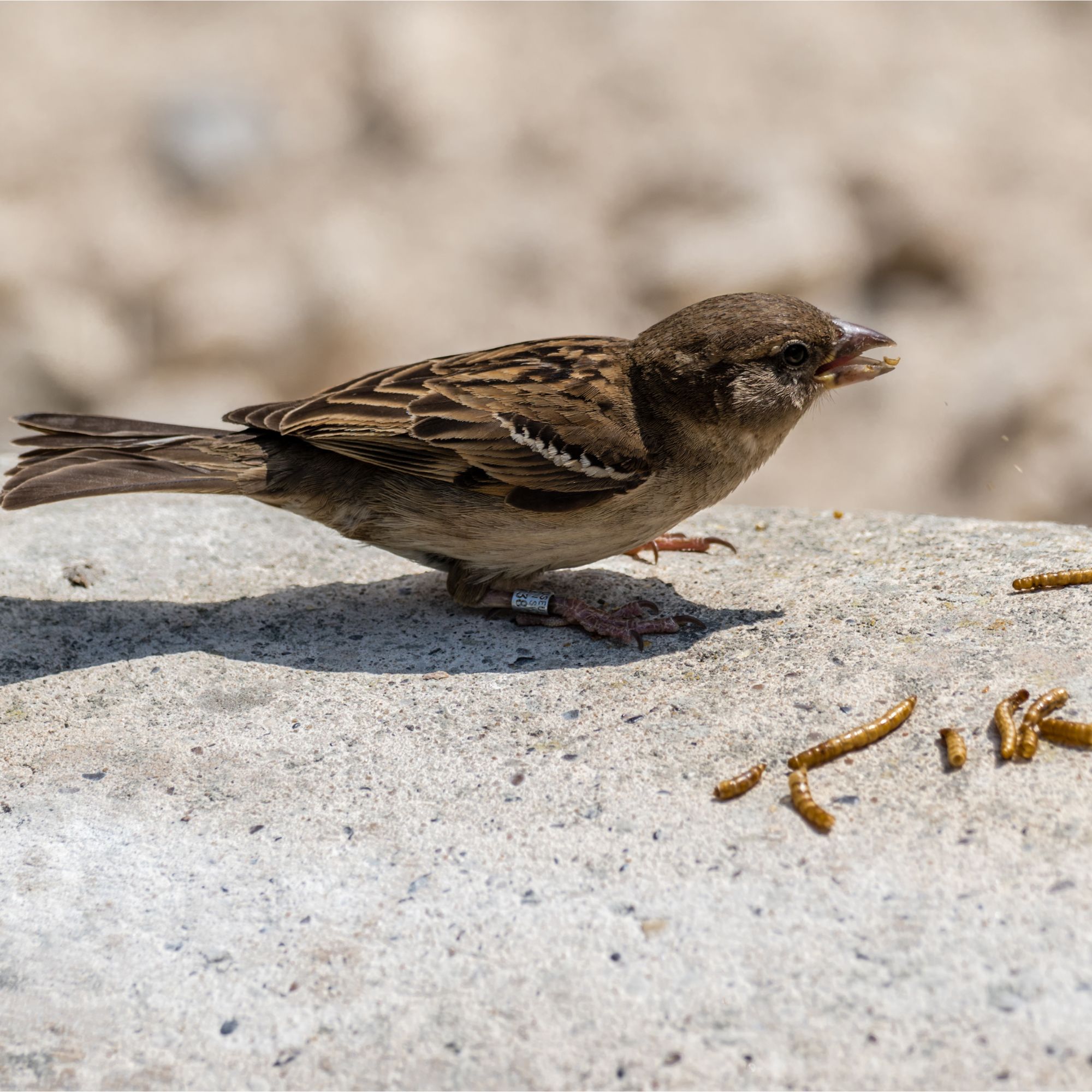 House sparrow eating mealworms