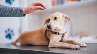 Person&#039;s hand reaching out to pet scared dog at vet