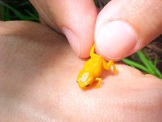  A new species of Brachycephalus from Brazil is dwarfed by a human fingertip.