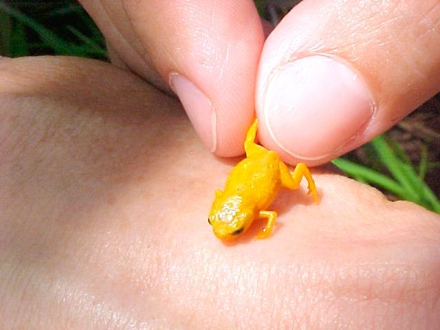  A new species of Brachycephalus from Brazil is dwarfed by a human fingertip.