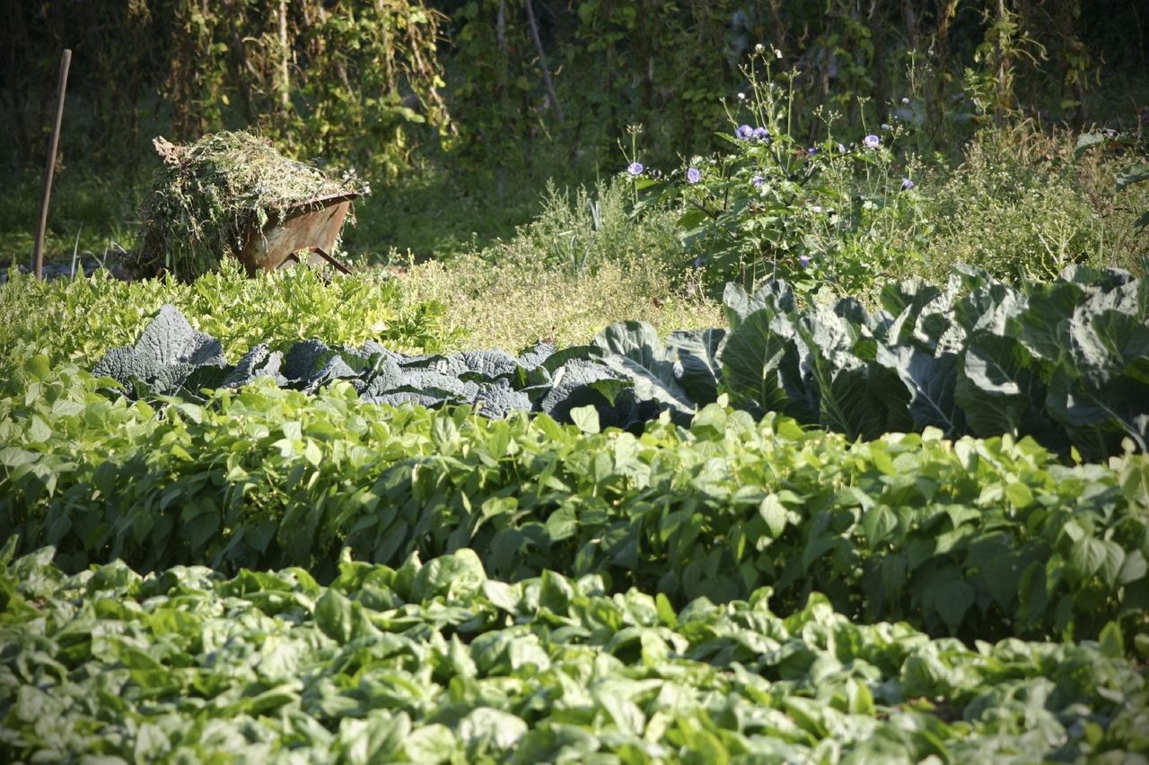 Green Vegetable Garden