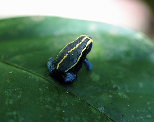 Frog FakeOut Gallery of Real & Decoy Amphibians Live Science