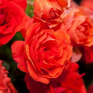 Nelson Mandela Floribunda Rose Plant with red blooms