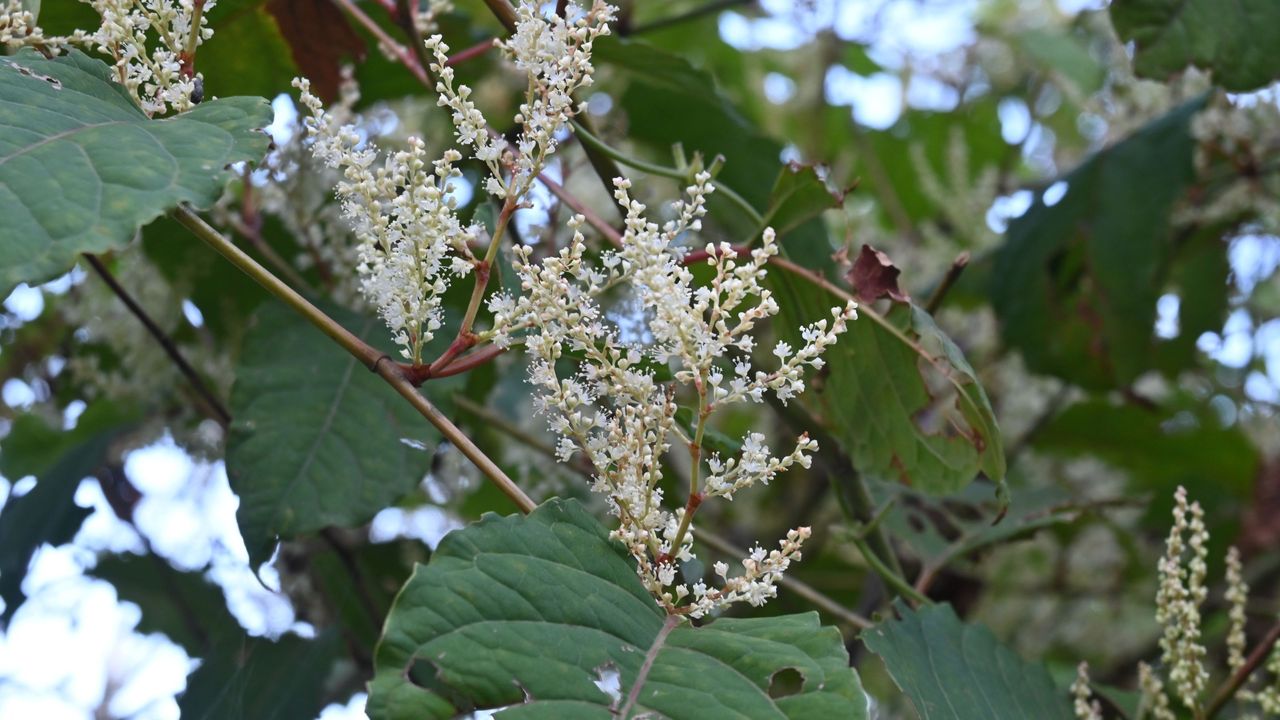 A flowering Japanese Knotweed