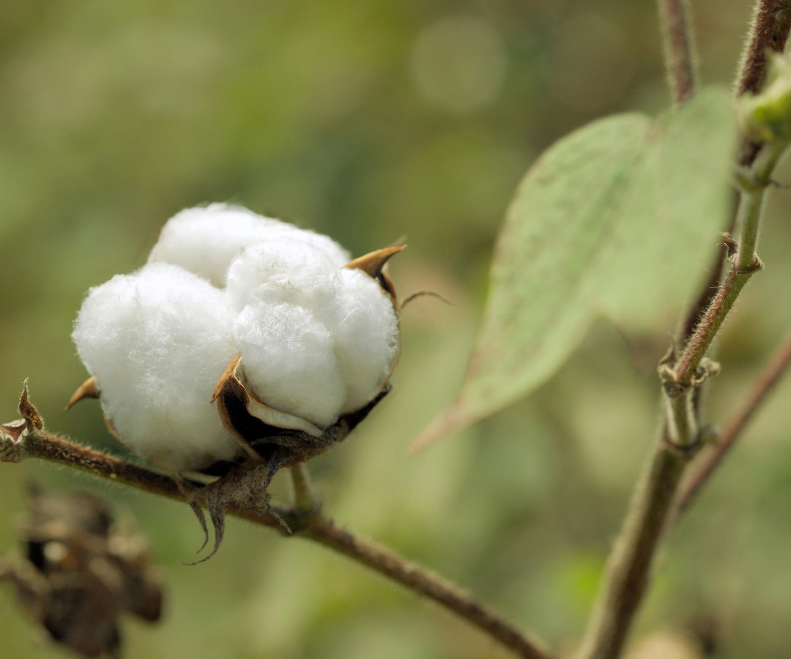 How to grow cotton from seed - from sowing to harvesting | Homes & Gardens