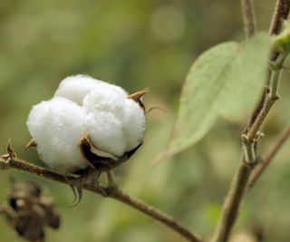 Cotton ready to harvest on a plant