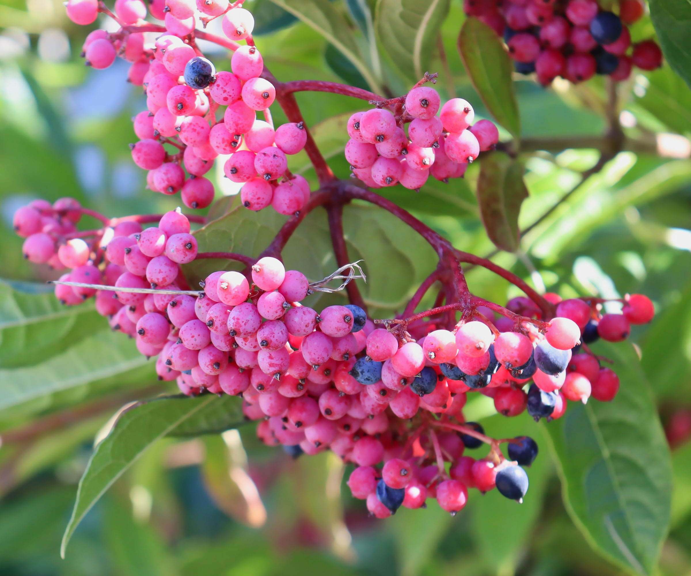 viburnum Winterthur with pink fruits