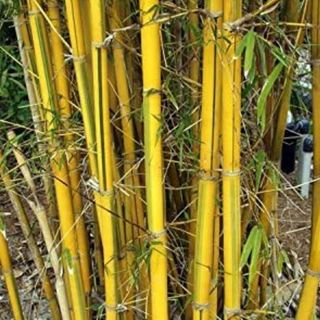 Bambusa eutuldoides - Asian Lemon Clumping Bamboo Plant