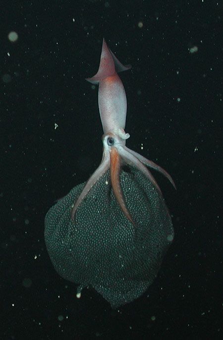 The Heavy Burden of a Mother Squid | Live Science