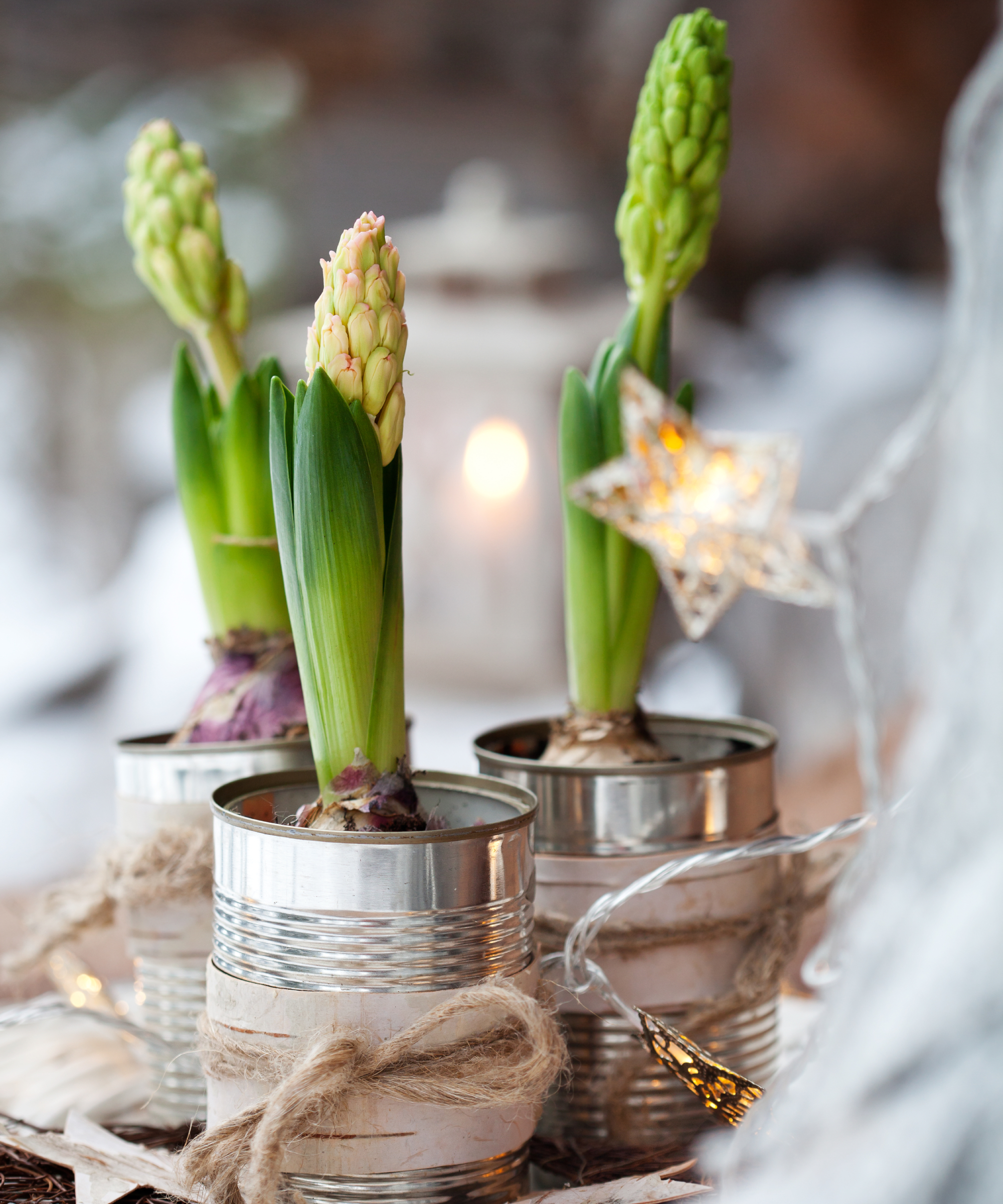 Three forced hyacinth bulbs in used tin cans