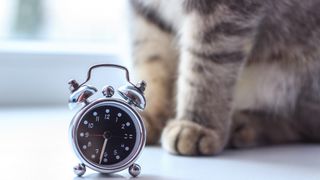 alarm clock next to cat paws