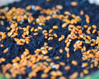 cress seeds germinating on moist compost