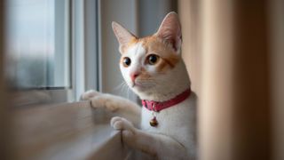 Cat looking out window