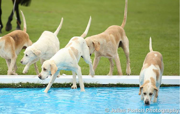 &lsquo;Bigger than our average water bowl&hellip;&rsquo;
