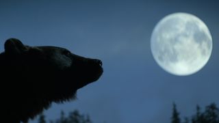 Our Universe_Season 1_Episode 3_Bear looking at moon