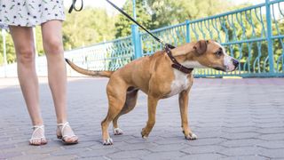 Dog pulling on leash while being taken for a walk